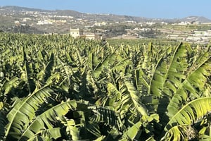 Gran Canaria: Tur med rom, vin og bananer