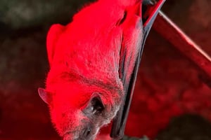 Puerto Rico: vleermuizen spotten in natuurreservaat en avondtour door grotten