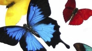 The Butterfly People