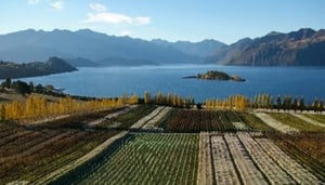 Wanaka Wine Tours