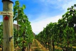 Führer zu den Weinregionen von Queenstown