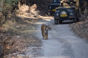 1 nat 2-dags Ranthambhore WildLife Tour fra Jaipur