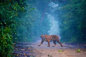 2-tägige Agra und Ranthambore Tour ab Delhi