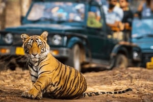 5-daagse Gouden Driehoek-tour met Ranthambhore-tijgersafari