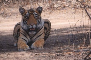 ランサムボレ＆ジャラナサファリ付きゴールデントライアングル6日間ツアー