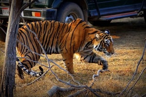 7 jours en Inde Taj Mahal avec safari tigre à Ranthambore