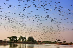 Eine Tagestour zum Bharatpur Bird Sanctuary von Agra aus.