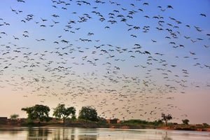 Excursión de un día al Santuario de Aves de Bharatpur desde Agra.