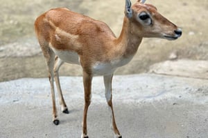 Agra til Bharatpur samme dag med Fatehpur Sikri