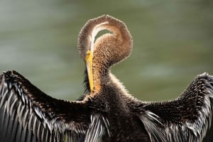 Bharatpur: wycieczka z przewodnikiem po Parku Narodowym Keoladeo z odbiorem