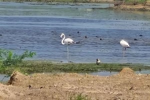 Bishnoi Village :Safari tour