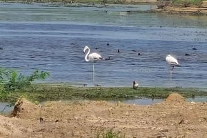 Bishnoi Village: safari