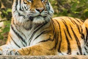 Delhistä: 3 päivän kultainen kolmiokierros ylellisellä ilmastoidulla autolla