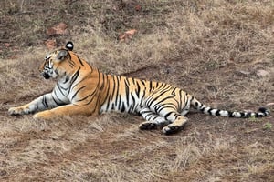 Delhi: 2-dagars Ranthambore-safari med bil och hotell