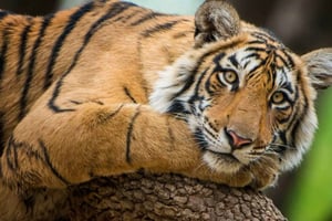 Delhi: tour di 3 giorni al Parco nazionale di Ranthambore con safari.