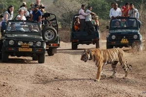 Delhi: 2-daagse tour naar Sariska National Park met de trein