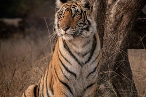 Delhi: Dagstur til Sariska Tiger Reserve med frokost