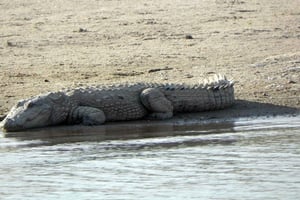 From Agra: Day Trip to Chambal River Safari with Lunch
