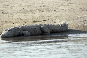 Agra: päiväkierros Chambal River Safarille ja lounas