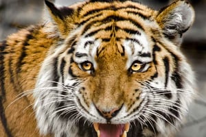 Vanuit Delhi: 3-daagse Ranthambore Tiger Safari Tour