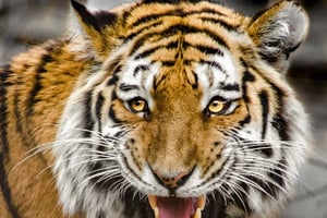 Delhistä: 3 päivän Ranthambore-tiikerisafari