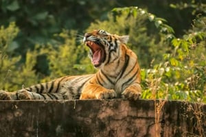 From Delhi: 3-Days Jaipur & Ranthambore Wildlife Safari Tour