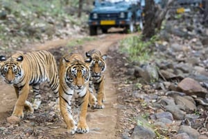Von Delhi aus 3 Tage Tour durch Ranthambore Tiger Safari