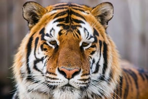 Desde Delhi: Safari de 4 días al Triángulo de Oro y al Tigre de Ranthambore