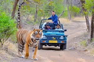 Z Delhi: 4-dniowa wycieczka „Złoty Trójkąt i safari z tygrysami w Ranthambore”