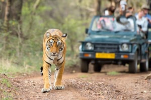 From Delhi: 4-Day Golden Triangle Tour with Tiger Safari