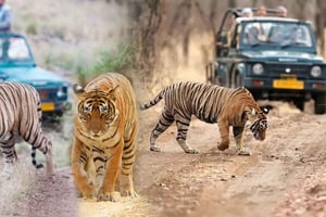 Da Delhi: 5 giorni nel Triangolo d'Oro e safari alla tigre a Ranthambore