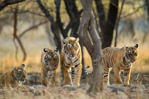 From Delhi: 6-Day Golden Triangle Tour with Ranthambore