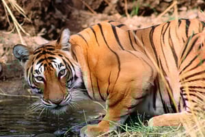 Från Delhi: 6 dagars Gyllene Triangeln-tur med tigersafari
