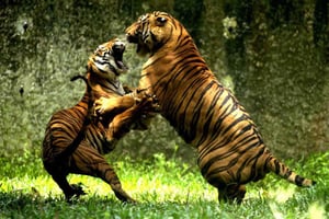 Z Delhi: 3-dniowa prywatna wycieczka Delhi Ranthambore