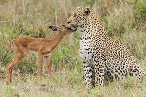 Da Delhi: Tour di Jaipur di un giorno intero con Jhalana Safari