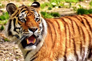 Från Delhi: Golden Triangle & Ranthambore Tiger Safari Tour