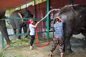 Из Дели: Экскурсия «Восход солнца над Тадж-Махалом» с посещением центра Elephant SOS