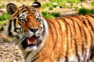 Fra Jaipur: 2-dagers Ranthambore Tiger Safari Tours India