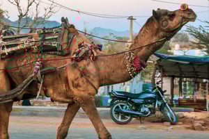 Fra Jaipur : Ajmer Pushkar Privat tur i taxa med guide