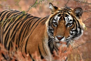 From Jaipur: One Day Trip to Ranthambore Tiger Safari