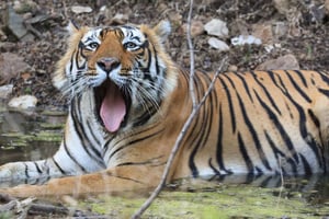 Vanuit Jaipur: Dagtrip Ranthambore National Park met Safari