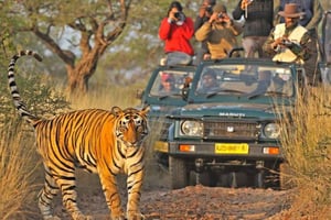 Från Jaipur: Dagsutflykt till Ranthambore nationalpark med safari