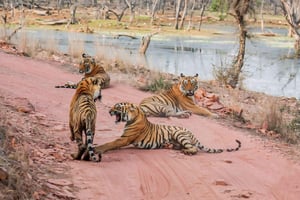 Da Jaipur: escursione di un giorno al Parco Nazionale di Ranthambore con safari