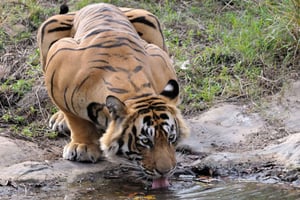 Fra Jaipur: Ranthambore-tur med taxi