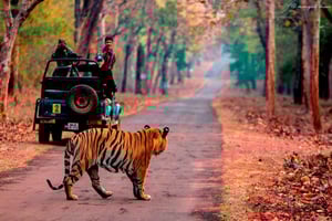 De Jaipur: excursão no mesmo dia a Ranthambore