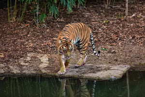 Ab Jaipur: Sariska-Nationalpark Tagestour mit Jeep-Safari