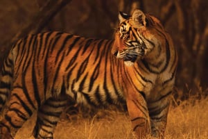 Van: Ranthambore: Tijgersafari met gids in Canter