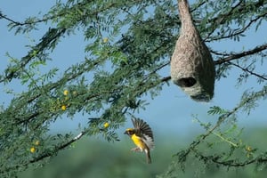 Vanuit Udaipur: authentieke dorpssafari-ervaring