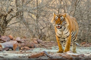 Goldenes Dreieck 7 Tage Tour mit Ranthambore