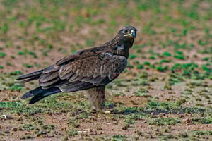 Jaipur: Halv- eller heldagstur med guide og henting